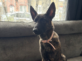 German Shepherd x Dutch Shepherd Female