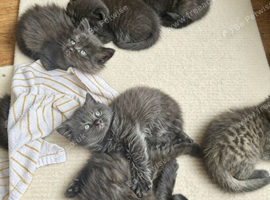 Beautiful Scottish fold kittens