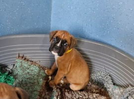 BEAUTIFUL BOXER PUPPIES READY FOR NEW HOMES