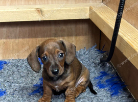 Dachshund puppy - shaded red boy