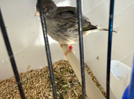 Blue carrier cock & white/fawn hen breeding pair