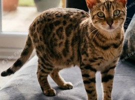 Female Bengal Cat for Sale