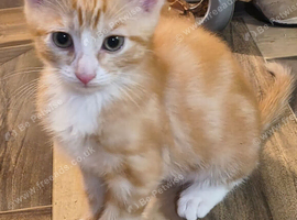 kittens looking for a forever loving home
