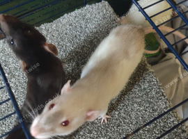 2 female dumbo rats