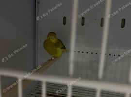 cinnamon and yellow variegated cock