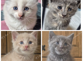 Kittens looking for forever homes