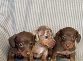 Miniature Smooth coat Dachshund puppies