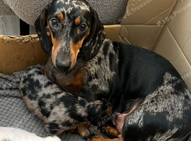 Last little boy looking for his family