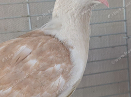 Free pigeon to give away