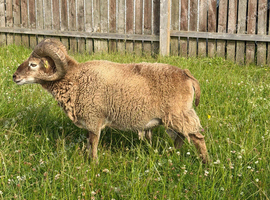 Pedigree Registered Soay Rams