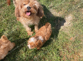 Beautiful cavapoo pups ready to leave