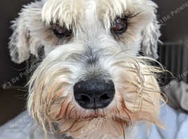 Dog Walker in Camden NW1 Area