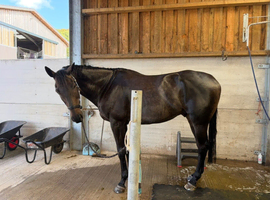 16.2 Tb Gelding Companion with low level ridden potential