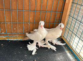 Pigeons for sell London Hackney