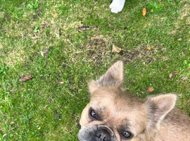 Affectionate KC Registered French Bulldog Girl