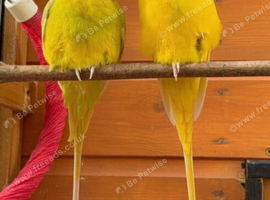 Pair of plumhead parrots (Dilute yellows)