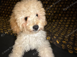 Ready to leave miniature cavapoochons