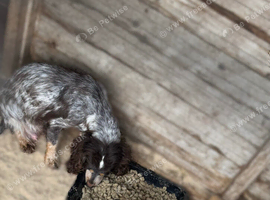 Half Show Half Working Cocker Spaniel Puppies