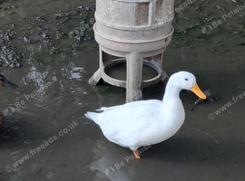 Male home bred duck