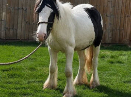 Cob colt to make 14hh