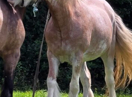 15.2 4yr red roan Ride & Drive Mare