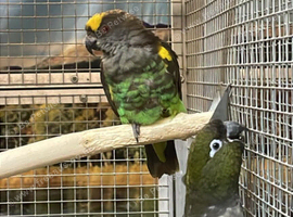 Stunning Meyers Parrot