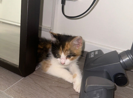 Mixed calico kitten (female) with all accessories!
