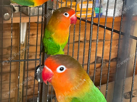 Lovebirds