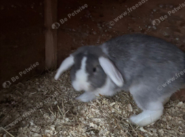 Boy mini lop