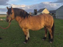 10yr Gelding