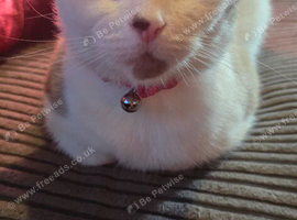 Cat for sale shes a mix snowshoe cat