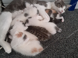 7 gorgeous fluffy kittens looking for there forever homes