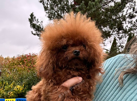 Micro asian toy poodle Girl