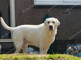 Lab
