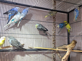 Beautiful budgies for sale