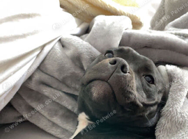 Staffordshire bull terrier