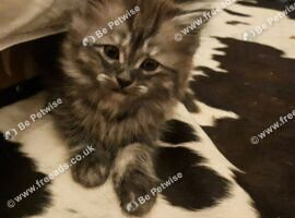 Persian X female kittens 9wks