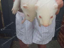 ferret kits