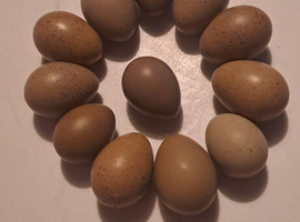 Quails button quail and fertile eggs