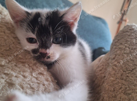 Kitten - 10 weeks - Girl
