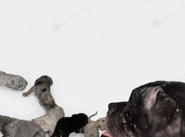 Cane Corso X Neapolitan mastiff puppies looking for their forever home