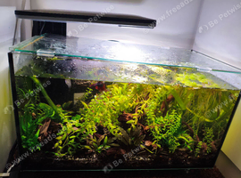Crowntail Betta with planted tank