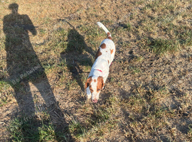Rehome a 5month old puppy