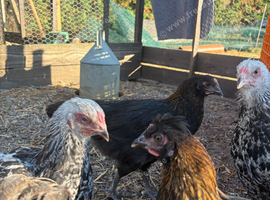 Olive Eggers hens