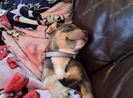 Pet sitting and dog walking