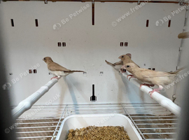 Mutation silverbills