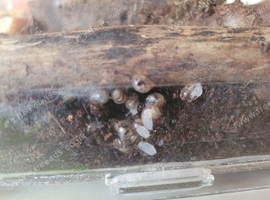 African land snail