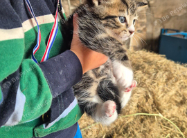 Beautiful Tabby Kittens