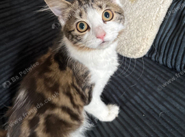 Gorgeous Female kitten