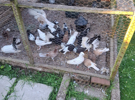 Mixed pigeons